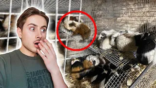 12 Guinea Pigs, One Cage! 🚨 Guinea Pig Rescue