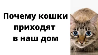 Почему кошки приходят в наш дом? | Приметы о кошках |