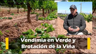 Vendimia en Verde y Brotación de la Viña