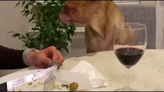 Dog Politely Asks For Food While Owner Eats Dinner