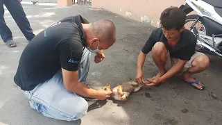 Rescue poor puppy from evil woman, tied to a rope that makes viewers shed tears