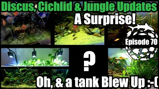 Discus, Cichlid & Jungle Aquarium Updates, a Surprise. Oh & a tank Blew Up!