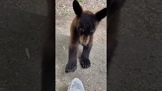 Bear Cub Investigates Shoes || ViralHog