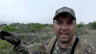 Long Range Texas Aoudad