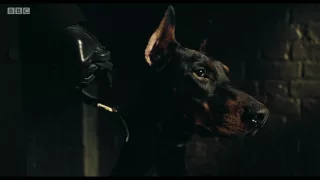 Tommy and the Doberman - Peaky Blinders