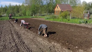 Посадка картошки под плуг.