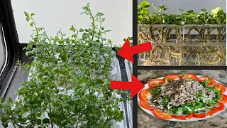 Growing Watercress In Containers (Easy Urban Farming)