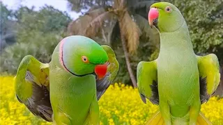 Soo Clever And Fabulous Talking Parrots Compilation