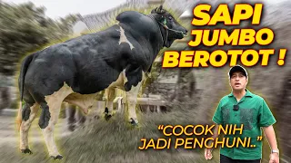 INI TEMPAT GW KENAL SAPI JUMBO.. SEBELUM MAS HERMAWAN..!!