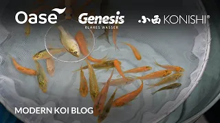 Modern Koi Blog #5596 - Live aus Japan: Die erste Selektion der Babykarashigoi