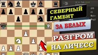 Северный Гамбит | Шахматы |  Разгром ЧЕРННЫХ - Играем на Lichess | Шахматный клуб Черный Король