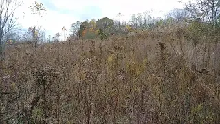 First Bird hunt, 2019 Ohio Youth pheasant opener