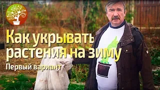 Как укрывать растения на зиму.  Первый вариант.