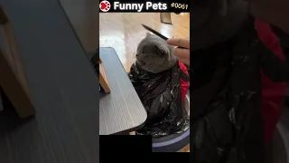 Funny Pets Ep. 61 #shorts