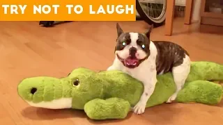 Cute Funny Dogs & Cat Videos Animals Compilation | Funny Pet Videos June 2018