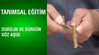 Tarımsal Eğitim - Durgun ve Sürgün Göz Aşısı