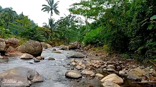 Relaxing river sounds with birds sound for Insomnia, deep sleep, insomnia | ASMR