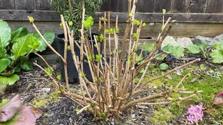 Hydrangea Macrophylla (Mop Head or Big Leaf) Spring Clean Up - March 29, 2022
