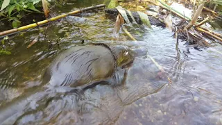 Platypus Discovery Adventure In Victoria, Australia Part 1