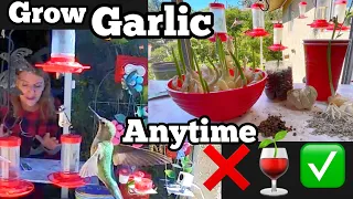 How to Grow Garlic & Hummingbirds, TIPS Plant & Harvest in HOUSE All Fall & Winter Garden Food Crops