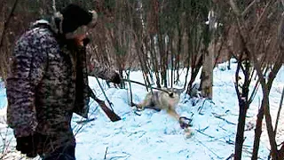 Мужчина освободил этого волка из петли, спустя полгода зверь отплатил человеку добром...
