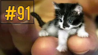 Funny and cute cat videos Compilation #91