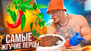 САМЫЕ ЖГУЧИЕ ПЕРЦЫ В ДОМАШНИХ УСЛОВИЯХ