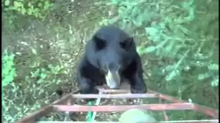 Bear Climbs Hunters Tree Stand