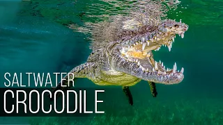 SALTWATER CROCODILE: The Most Aggressive and Dangerous Crocodile in the World