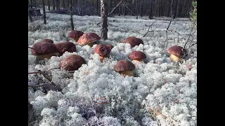 Porcini Mushrooms Boletus in a white coat 2020 Who is looking will always find # Boletus