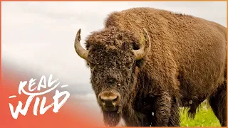 Buffalo In The House! | Animal Odd Couples | Real Wild  Shorts