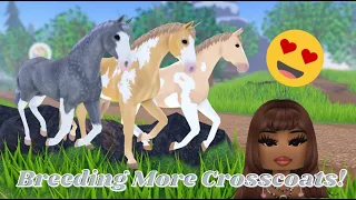 Breeding More Dutch Warmblood Crosscoats! | Wild Horse Islands Roblox