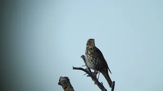 Song Thrush  Zanglijster   Texel   The Netherlands   Luuk Punt 240507 1