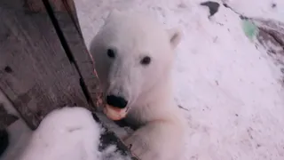 Кормят белого медведя ,остров Большевик