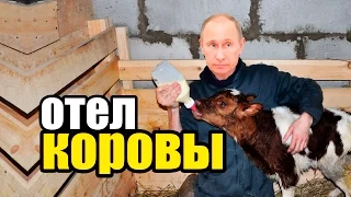 Отел коровы и прием теленка. Все о родах. Как рожает корова  Live Calf Birth Video