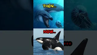 Prehistoric Orcas Were Terrifying 😳