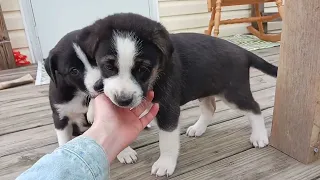 6 Weeks Old Puppies!