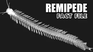 Remipede Facts: the Swimming Centipede 🐛 Animal Fact Files