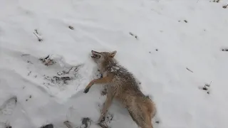 Coyote Hunting snowy day in Kansas