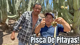 Increíble Pisca De Pitayas En Amacueca Jalisco Mexico!🌵🇲🇽