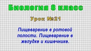 Биология 8 класс (Урок№21 - Пищеварение в ротовой полости. Пищеварение в желудке и кишечнике.)