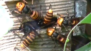 Giant hornets attacked beehive   Oh my god!