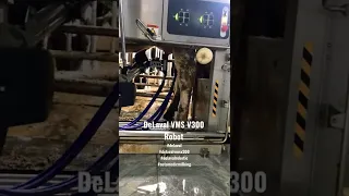 DeLaval VMS V300 milking robots #delaval #delavalvmsv300 #farms #animals #cows #roboticmilking #cow