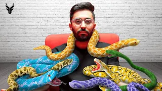 بمناسبة الخمسه مليون كسرت مخاوفي ب ٥ ثعابين!!🔥🐍 ( اغمى علي! 🤕😨)