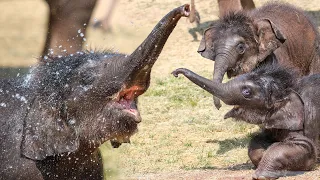 Elephant Twin Summer Fun! 🐘🐘