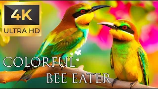 Birds 4K VIDEO UHD - Bee-eater Sound - Relaxing Music | Relaxing Safari