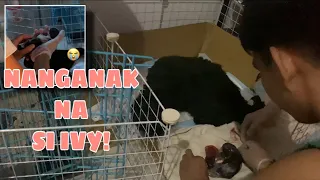 IVY THE SHIHTZU GIVING BIRTH FOR THE FIRST TIME! (baka last nadin grabe hirap!!!)
