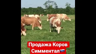 Оптовые продажи на экспорт из России 🇷🇺🇷🇺🇷🇺💪🔥 порода Симментал