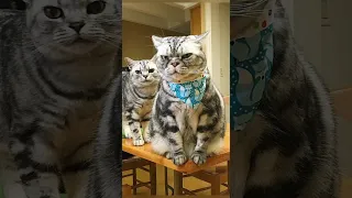 Funny animals 2023😆 - Funniest Cats and Dogs Video🐕🐈294 #shorts