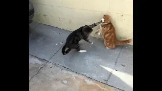 Cats Who Slap! (A compilation)